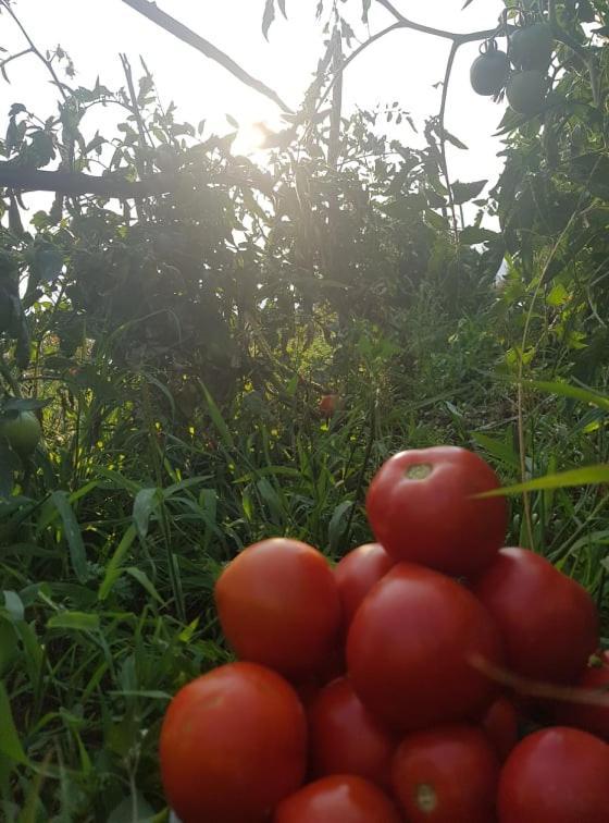 Appartamenti Camere Masi Brenta Rovereto  Zewnętrze zdjęcie