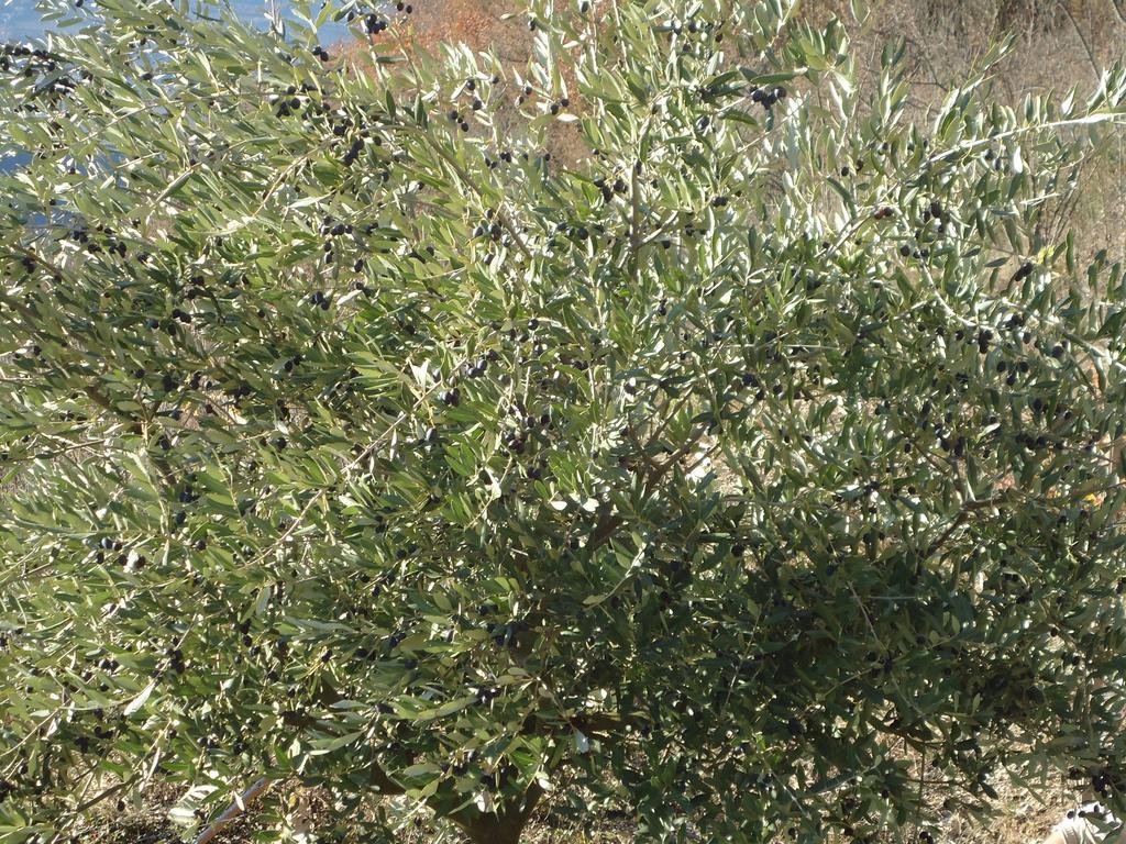 Appartamenti Camere Masi Brenta Rovereto  Zewnętrze zdjęcie